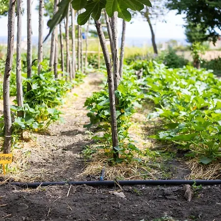 Hibiscusuno 트로페아